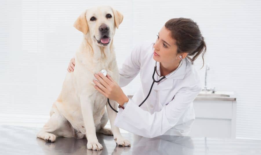 Read more about the article Benefits of Mobile Vet Clinics for Pet Owners